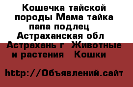 Кошечка тайской породы,Мама тайка-папа подлец. - Астраханская обл., Астрахань г. Животные и растения » Кошки   